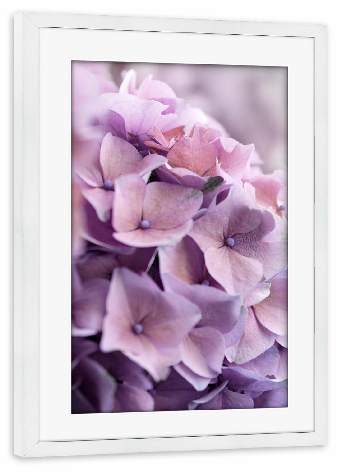 Poster mit Rahmen weiß "Hortensie Blüten altrosa" artboxONE - Natur,Floral,Liebe,Für Mama