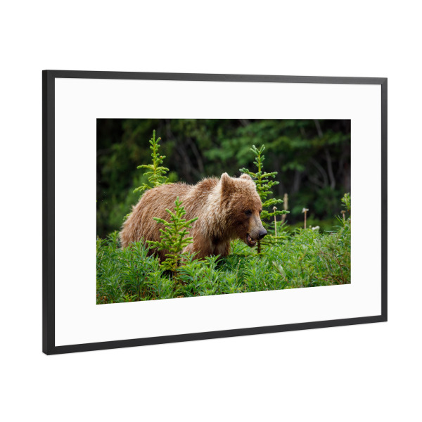 Poster mit Rahmen Schwarz (Metallic) "Grizzlybären in Alaska" artboxONE - Natur,Tiere