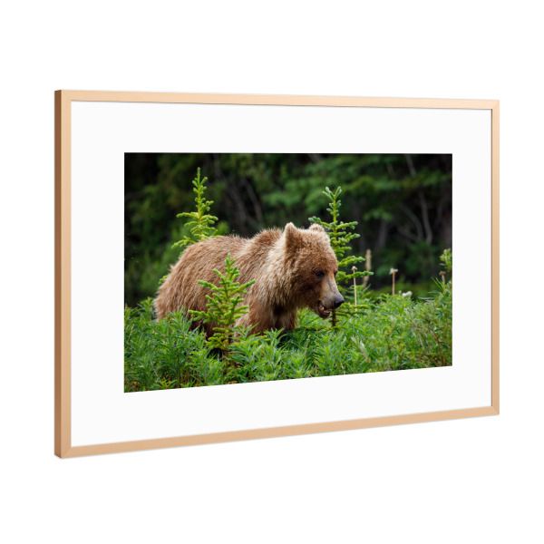 Poster mit Rahmen Kupfer "Grizzlybären in Alaska" artboxONE - Natur,Tiere - Bär,Grizzly,Braunbär,Grizzlybär,Kanada,Alaska,Wildlife,Teddybär