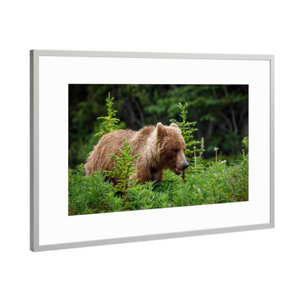 Poster mit Rahmen Silber "Grizzlybären in Alaska" artboxONE - Natur,Tiere - Bär,Grizzly,Braunbär,Grizzlybär,Kanada,Alaska,Wildlife,Teddybär