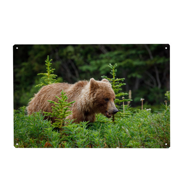 Metall Poster "Grizzlybären in Alaska" artboxONE - Natur,Tiere - Bär,Grizzly,Braunbär,Grizzlybär,Kanada,Alaska,Wildlife,Teddybär - Blechschild