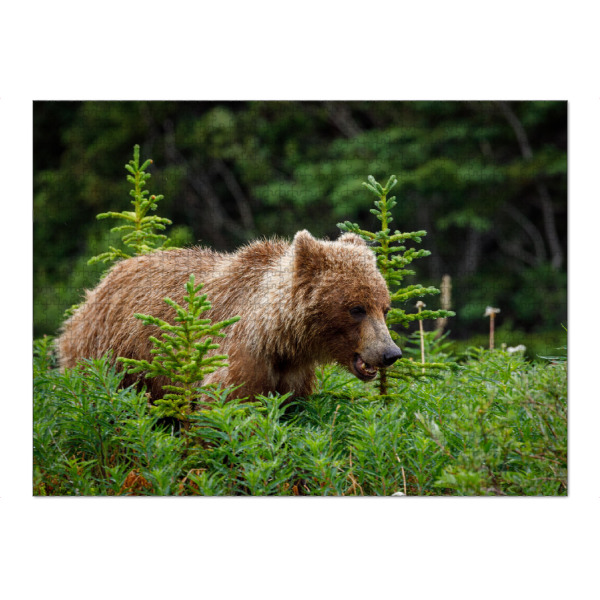 Puzzle Ravensburger "Grizzlybären in Alaska" artboxONE - Natur,Tiere - Bär,Grizzly,Braunbär,Grizzlybär,Kanada,Alaska,Wildlife,Teddybär - Bild bär