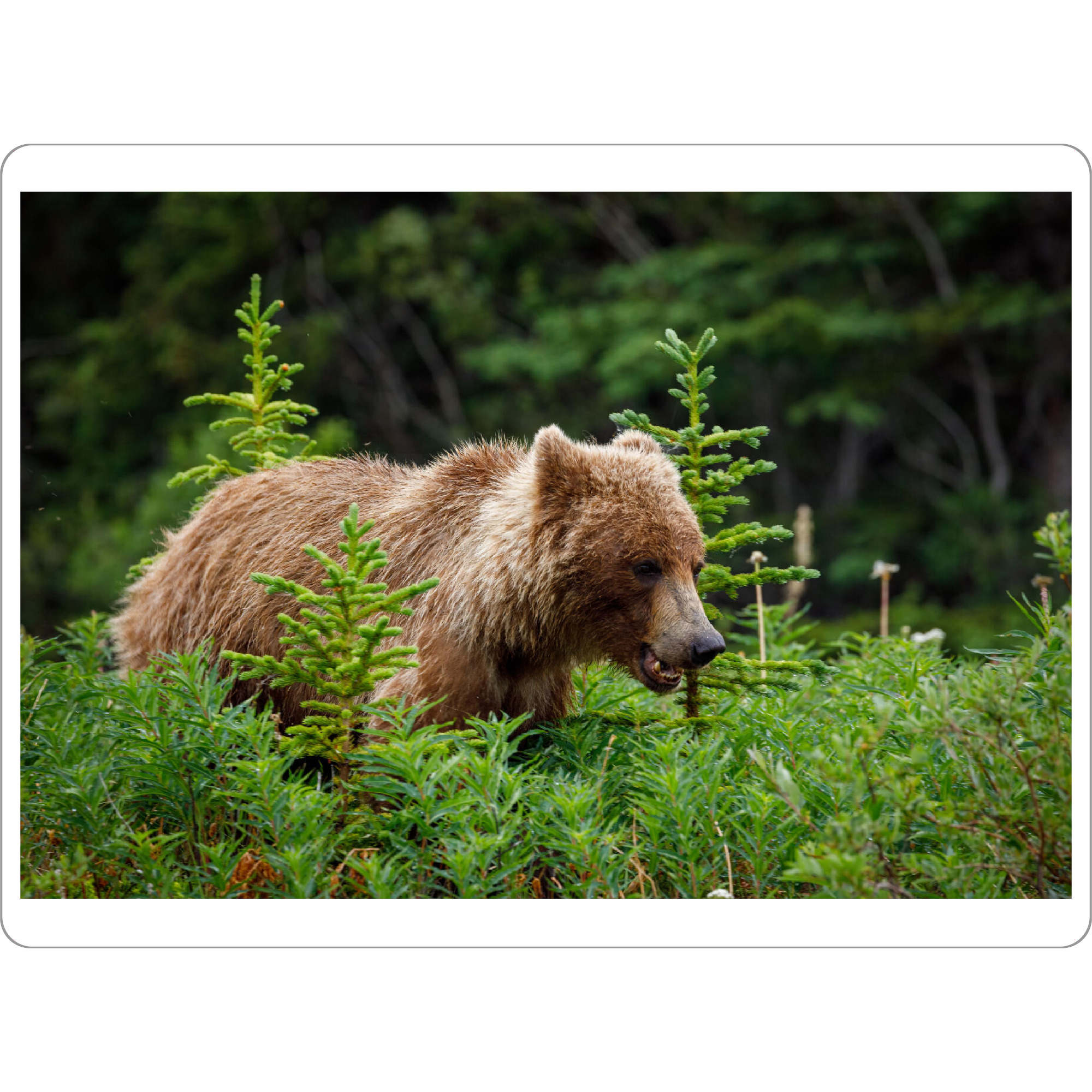 Tischset "Grizzlybären in Alaska" artboxONE - Natur,Tiere - Bär,Grizzly,Braunbär,Grizzlybär,Kanada,Alaska,Wildlife,Teddybär - Bild bär