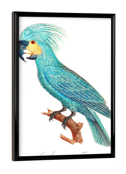 Poster mit schwarzem Rahmen "Der Palmkakadu" artboxONE - Natur,Reise,Für Kinder,Tiere,Für Mama