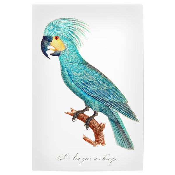 Poster 30x20 cm "Der Palmkakadu" artboxONE - Natur,Reise,Für Kinder,Tiere,Für Mama