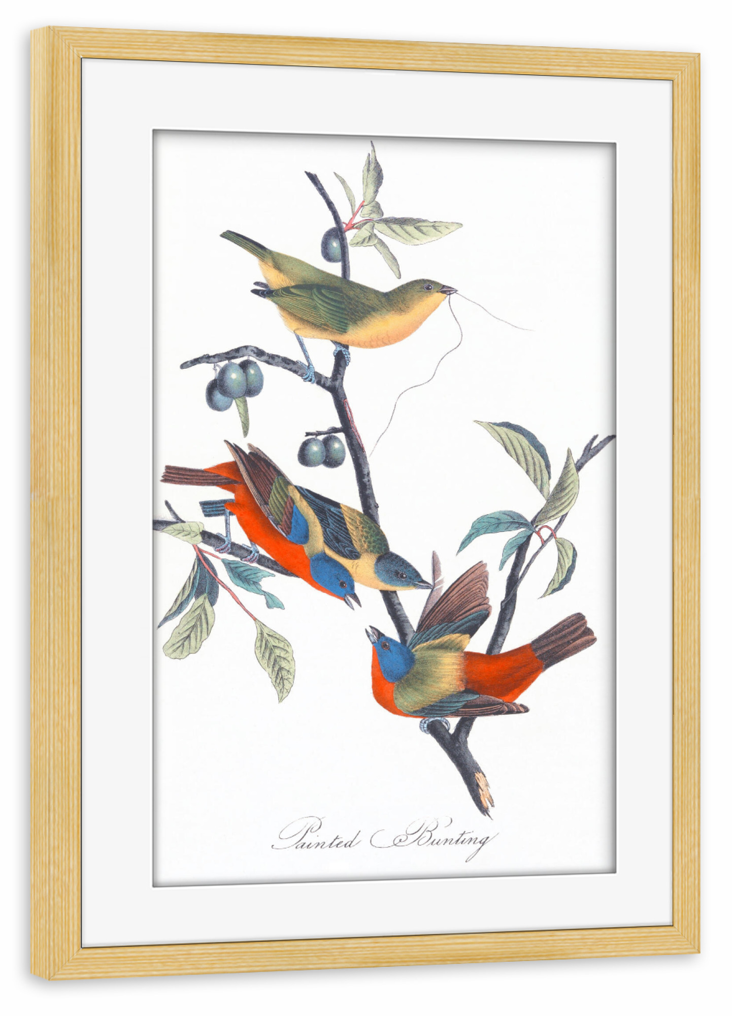 Poster mit Rahmen kiefer "Braune und rote Vögel von Amerika" artboxONE - Natur,Reise,Für Kinder,Tiere,Für Mama