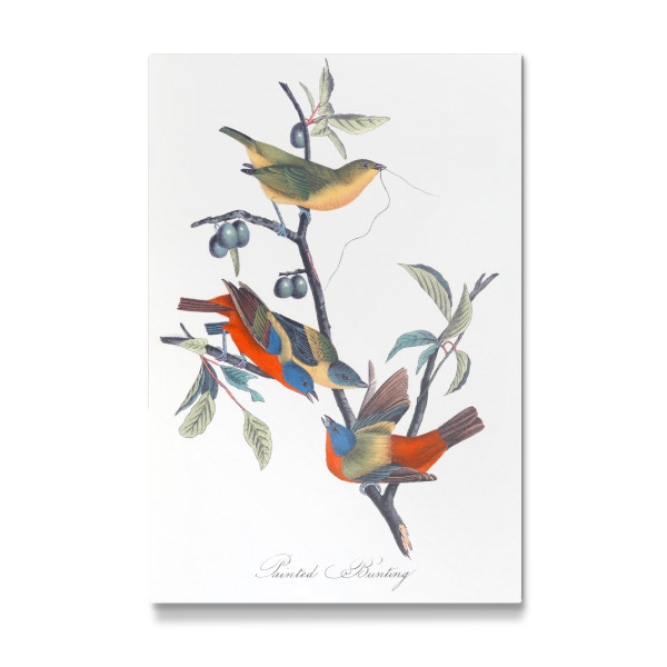 Galerie-Print "Braune und rote Vögel von Amerika" 30x20 cm artboxONE