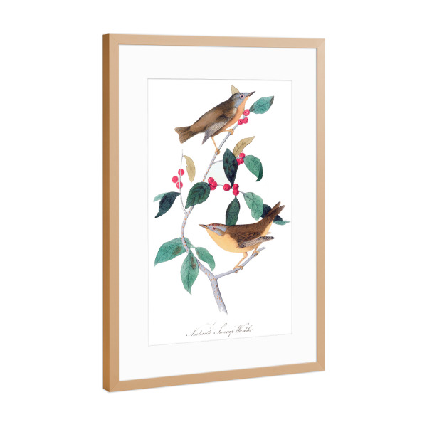 Poster mit Rahmen Kupfer "Vögel von Amerika" artboxONE - Natur,Reise,Für Kinder,Tiere,Für Mama