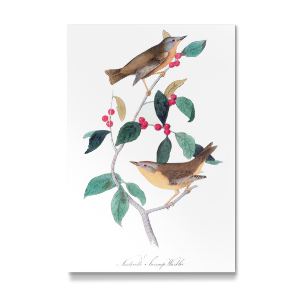 Galerie-Print "Vögel von Amerika" 30x20 cm artboxONE