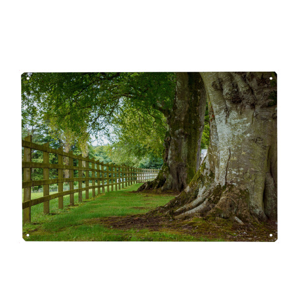Metall Poster "Eine Baumallee in Irland" artboxONE - Natur - Wald,Irland,Allee,Baum,Baumallee,Natur,Landschaft - Blechschild