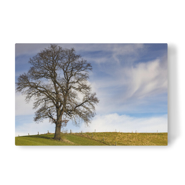 Leinwandbild "Imposanter Baum" artboxONE - Natur - Natur,Baum,Apfeldorf,Bayern,Himmel,Wolken