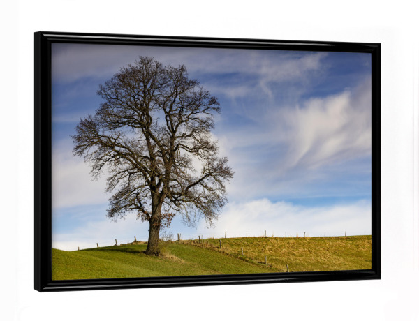 Poster mit schwarzem Rahmen "Imposanter Baum" artboxONE - Natur - Natur,Baum,Apfeldorf,Bayern,Himmel,Wolken