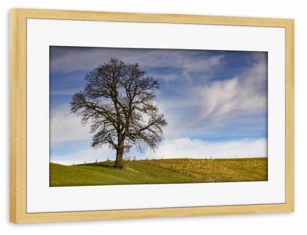 Poster mit Rahmen kiefer "Imposanter Baum" artboxONE - Natur - Natur,Baum,Apfeldorf,Bayern,Himmel,Wolken
