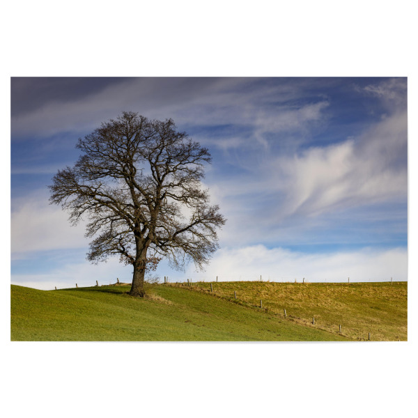 Poster 30x20 cm "Imposanter Baum" artboxONE - Natur - Natur,Baum,Apfeldorf,Bayern,Himmel,Wolken