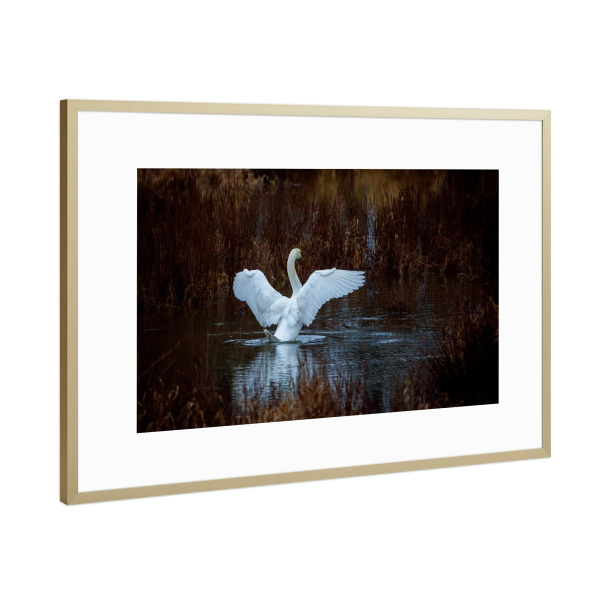 Poster mit Rahmen Gold "Schwan beim morgendlichen Bad" artboxONE - Tiere - Schwan,Vogel,Höckerschwan,Wildlife,Baden,Sumpf,Teich,See,Schilf