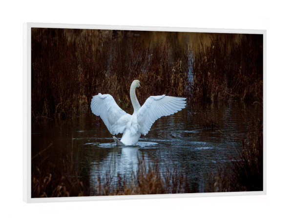 Poster mit weißem Rahmen "Schwan beim morgendlichen Bad" artboxONE - Tiere - Schwan,Vogel,Höckerschwan,Wildlife,Baden,Sumpf,Teich,See,Schilf