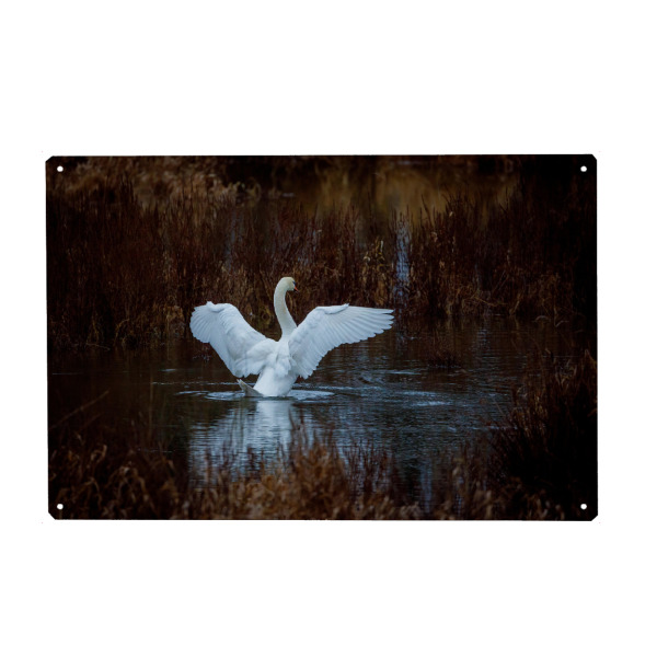 Holzbild "Schwan beim morgendlichen Bad" artboxONE - Tiere - Schwan,Vogel,Höckerschwan,Wildlife,Baden,Sumpf,Teich,See,Schilf