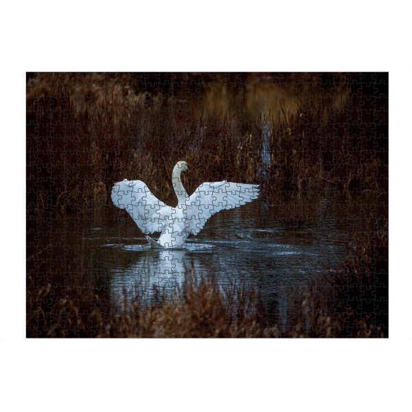 Puzzle Ravensburger "Schwan beim morgendlichen Bad" artboxONE - Tiere - Schwan,Vogel,Höckerschwan,Wildlife,Baden,Sumpf,Teich,See,Schilf