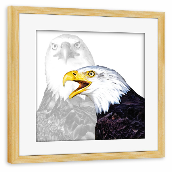 Poster mit Rahmen kiefer "Weisskopfseeadler Portrait" artboxONE - Tiere - Weisskopfseeadler,Vogel,Vögel,Tiere,Tierportrait