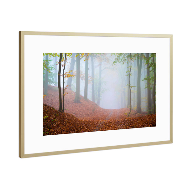 Poster mit Rahmen Gold "Waldweg im Nebel" artboxONE - Natur - Bäume,ückeritz,Usedom,Deutschland,Mecklenburg-vorpommern