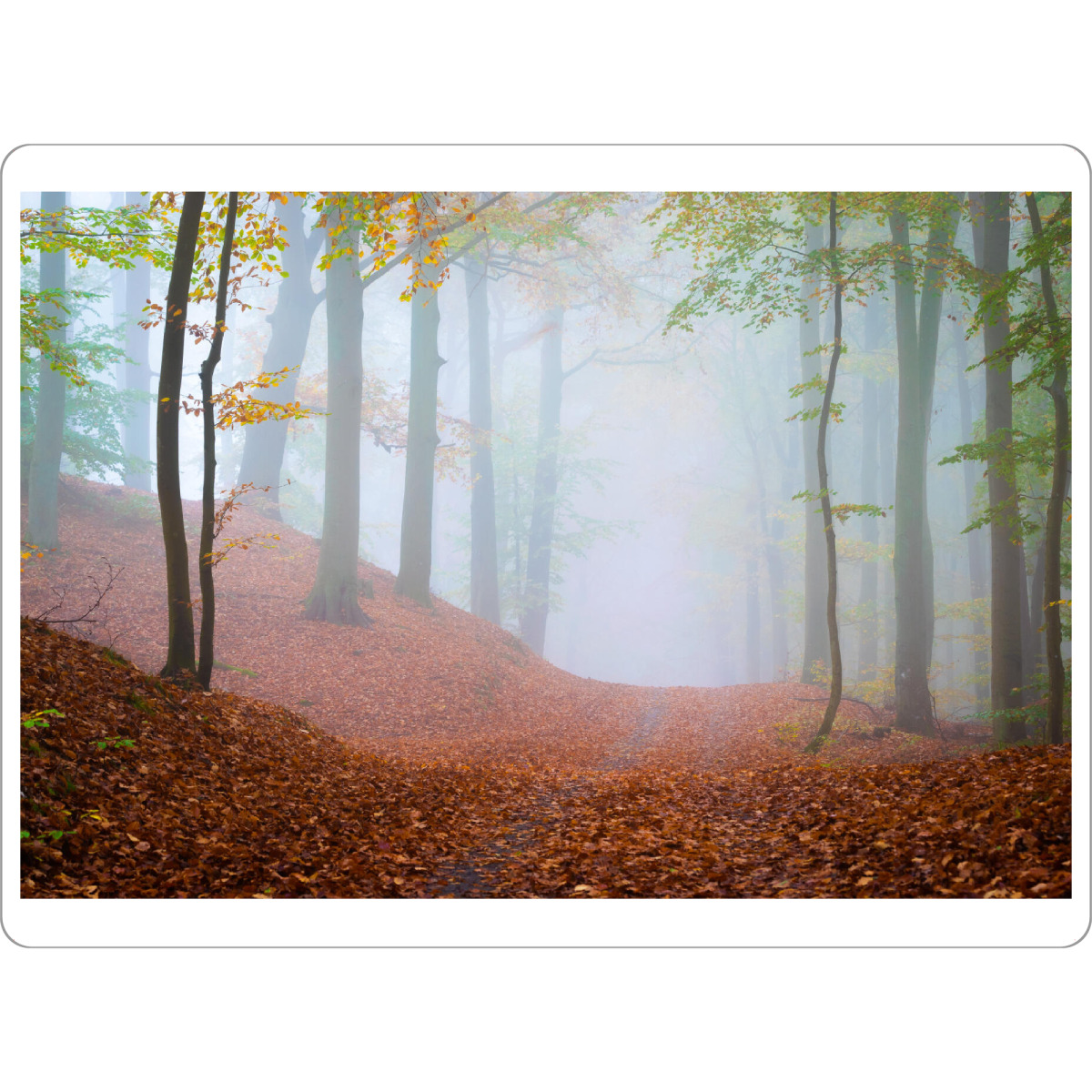 Tischset "Waldweg im Nebel" artboxONE - Natur - Bäume,ückeritz,Usedom,Deutschland,Mecklenburg-vorpommern - Bild bäume