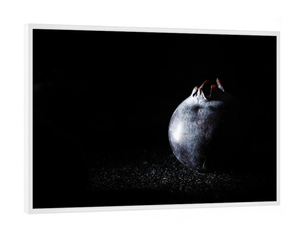Poster mit weißem Rahmen "Heidelbeere" artboxONE - Essen & Trinken,Für Mama,Essen & Trinken / Obst & Gemüse