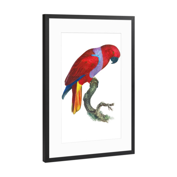 Poster mit Rahmen Schwarz (Metallic) "Eclectus Roratus" artboxONE - Natur,Für Kinder,Tiere,Für Mama,Für Papa