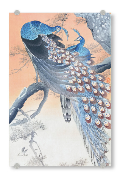 Acrylglasbild "Zwei Pfauen auf Baumast" artboxONE - Natur,Für Kinder,Tiere,Für Mama,Für Papa