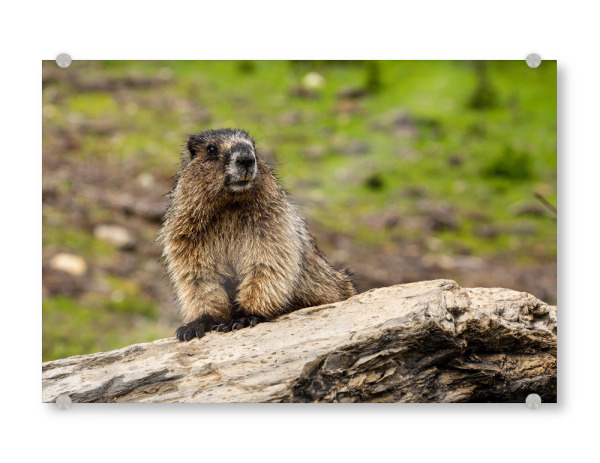 Acrylglasbild "Wildes Murmeltier" artboxONE - Natur,Reise,Tiere - Murmeltier,Nagetier,Rocky mountains,Kanada,Wildlife,Niedlich,Jasper,Banff