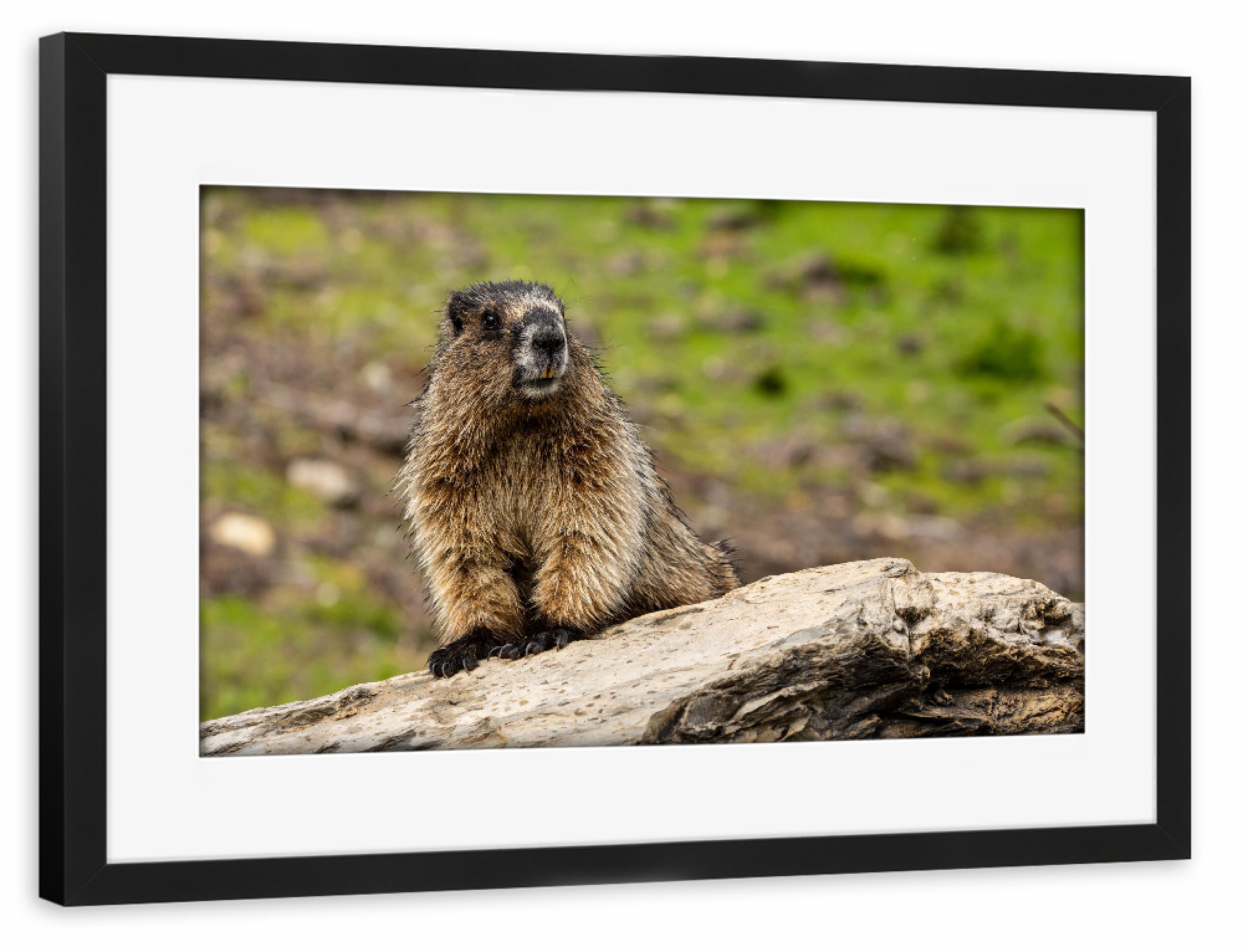 Poster mit Rahmen schwarz "Wildes Murmeltier" artboxONE - Natur,Reise,Tiere