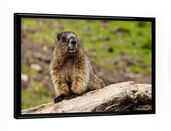 Poster mit schwarzem Rahmen "Wildes Murmeltier" artboxONE - Natur,Reise,Tiere