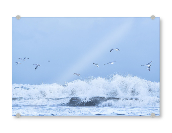 Acrylglasbild "Möwen über wilder See" artboxONE - Natur,Tiere,Reise / Strand und Meer