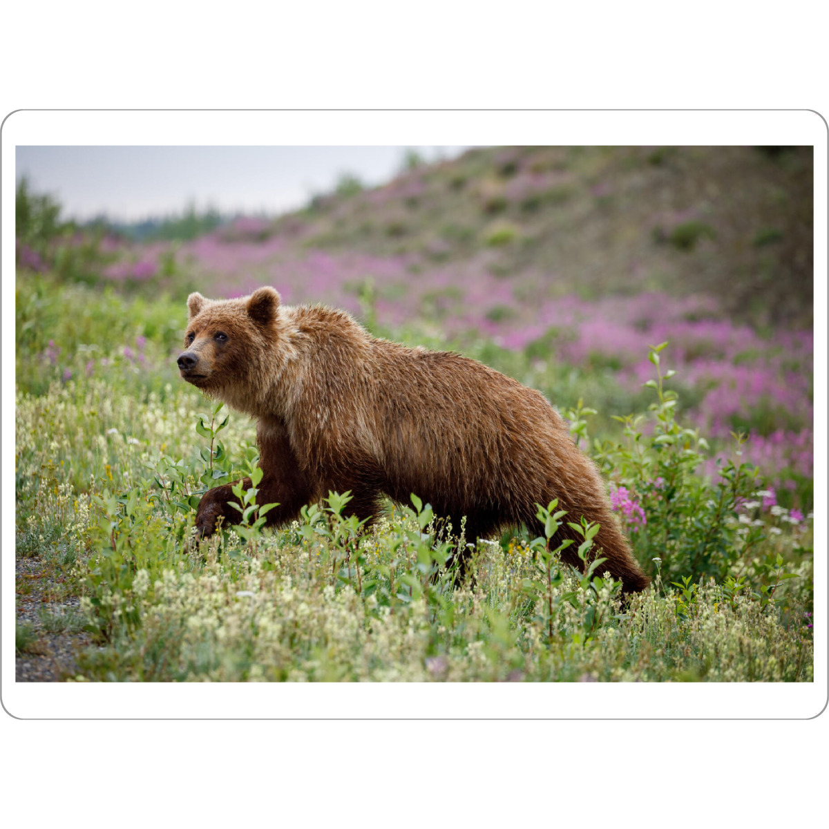 Tischset "Der mächtige Grizzly" artboxONE - Natur,Tiere - Grizzly,Braunbär,Bär,Grizzlybär,Kanada,Alaska,Rocky mountains,Wildlife,Wildtiere