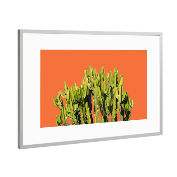 Poster mit Rahmen Silber "Mutiger Kaktus" artboxONE - Natur