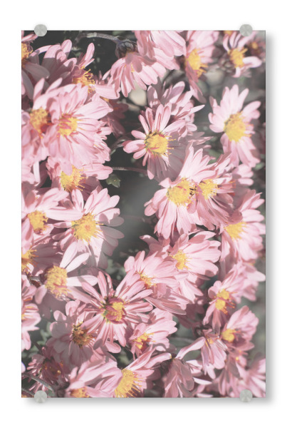 Acrylglasbild "Kleines rosa Blumen" artboxONE - Natur,Floral,Liebe,Für Mama - Rosa blumen,Blumen,Blume,Natur