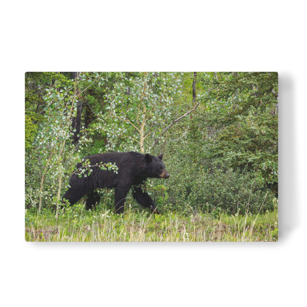 Leinwandbild "Amerikanischer Schwarzbär" artboxONE - Natur,Tiere - Bär,Schwarzbär,Kanada,Alaska,Rocky mountains,Wildlife,Wildtiere