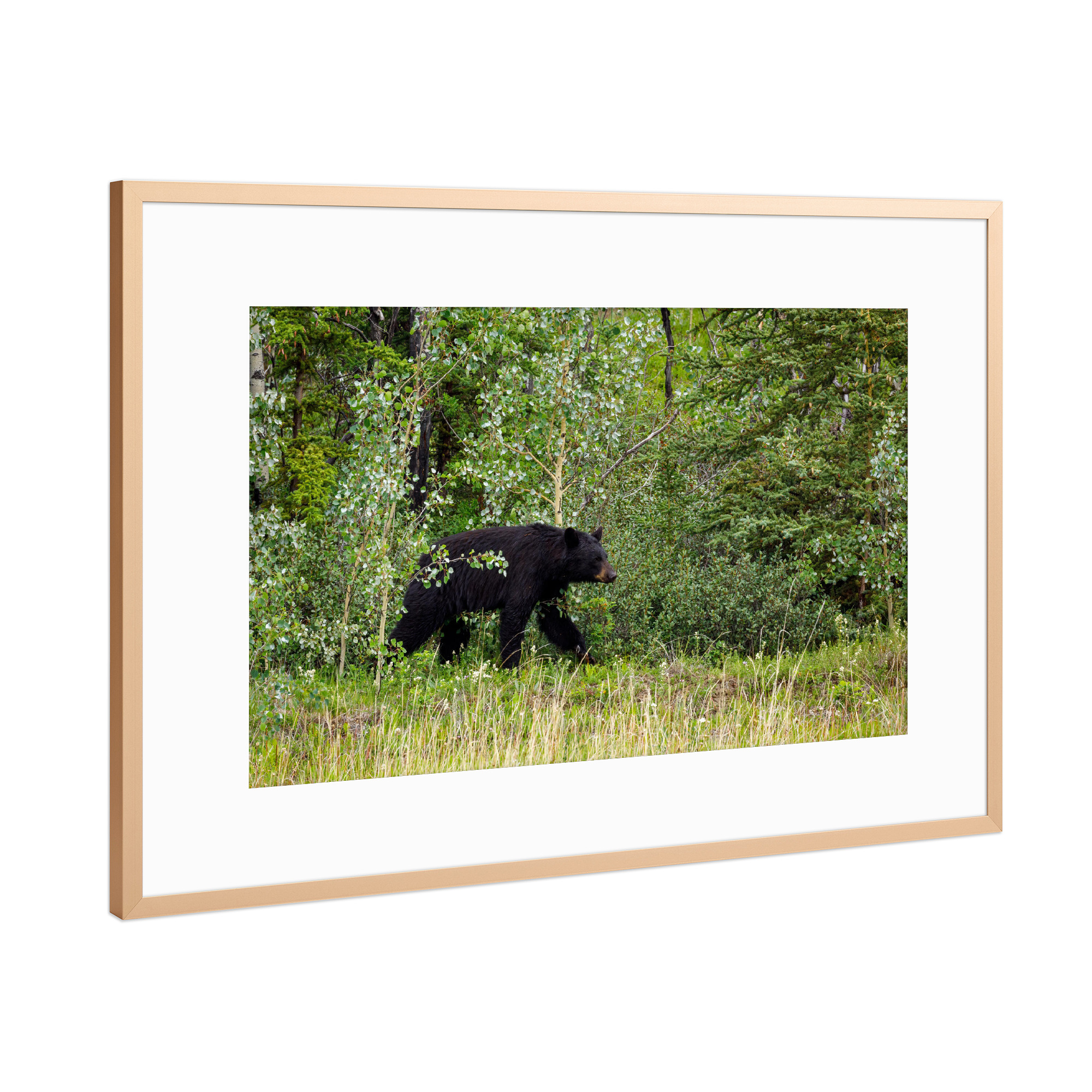Poster mit Rahmen Kupfer "Amerikanischer Schwarzbär" artboxONE - Natur,Tiere - Bär,Schwarzbär,Kanada,Alaska,Rocky mountains,Wildlife,Wildtiere