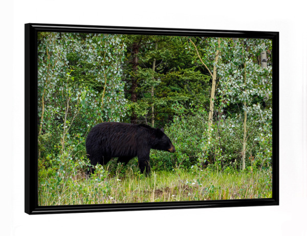 Poster mit schwarzem Rahmen "Der amerikanische Schwarzbär" artboxONE - Natur,Reise,Tiere