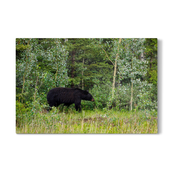 Galerie-Print "Der amerikanische Schwarzbär" 30x20 cm artboxONE
