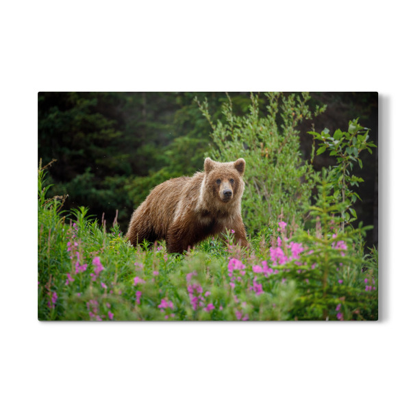 Galerie-Print "Mächtiger Grizzly im Wald" 30x20 cm artboxONE