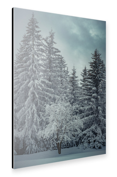 Alu-Dibond "Schneebedeckte Winterbäume" 30x20 cm artboxONE
