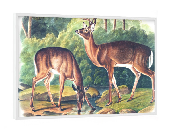 Poster mit weißem Rahmen "Virginian Hirsch" artboxONE - Natur,Für Kinder,Tiere,Für Mama,Für Papa