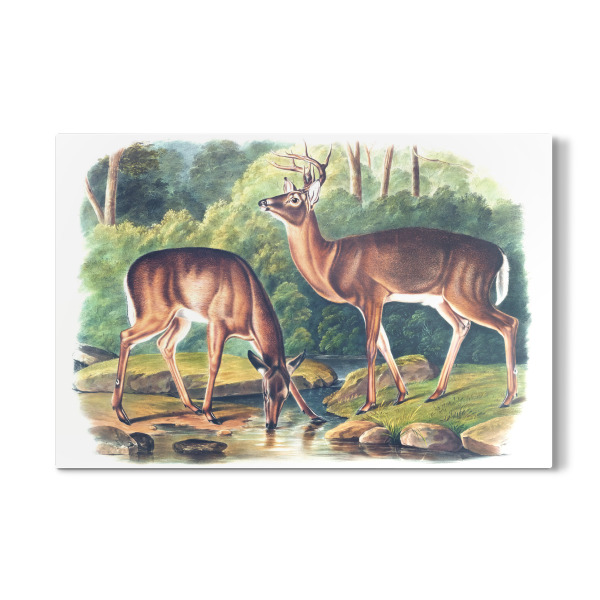 Galerie-Print "Virginian Hirsch" 30x20 cm artboxONE
