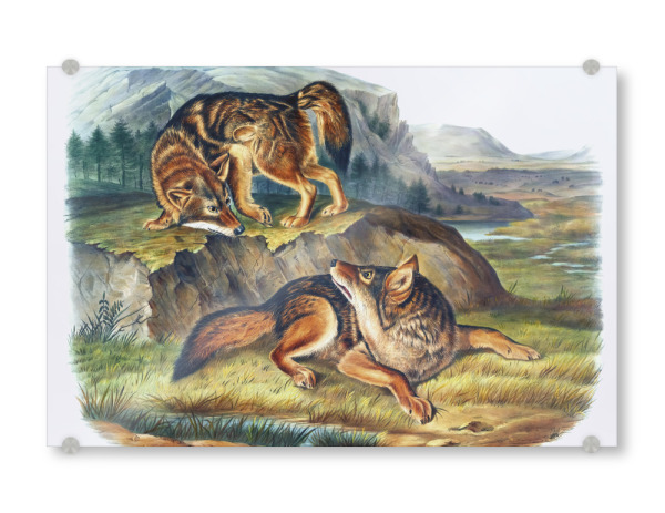 Acrylglasbild "Präriewolf" artboxONE - Natur,Für Kinder,Tiere,Für Mama,Für Papa