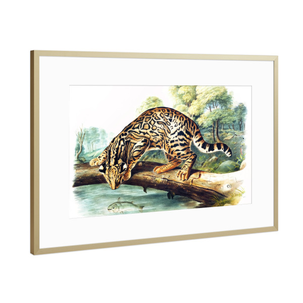 Poster mit Rahmen Gold "Leopard-Katze" artboxONE - Natur,Für Kinder,Tiere,Für Mama,Für Papa