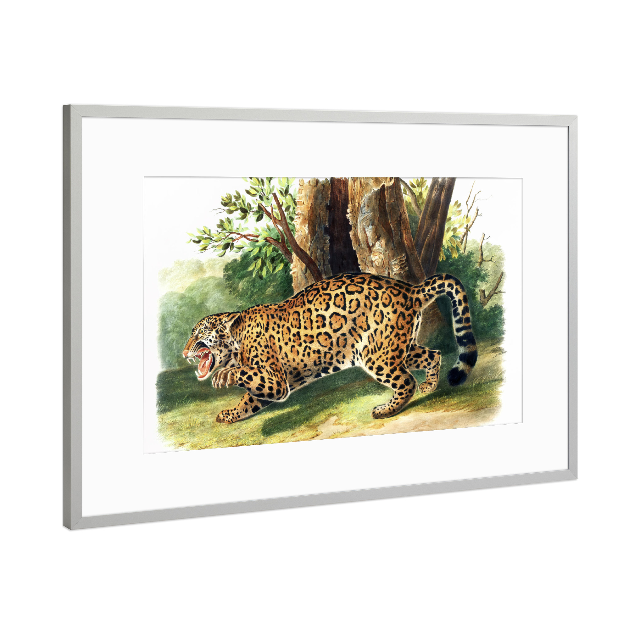 Poster mit Rahmen Silber "Felis onca" artboxONE - Für Kinder,Tiere,Für Mama,Für Papa