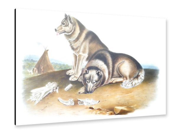 Alu-Dibond "Esquimaux-Hund" 30x20 cm artboxONE