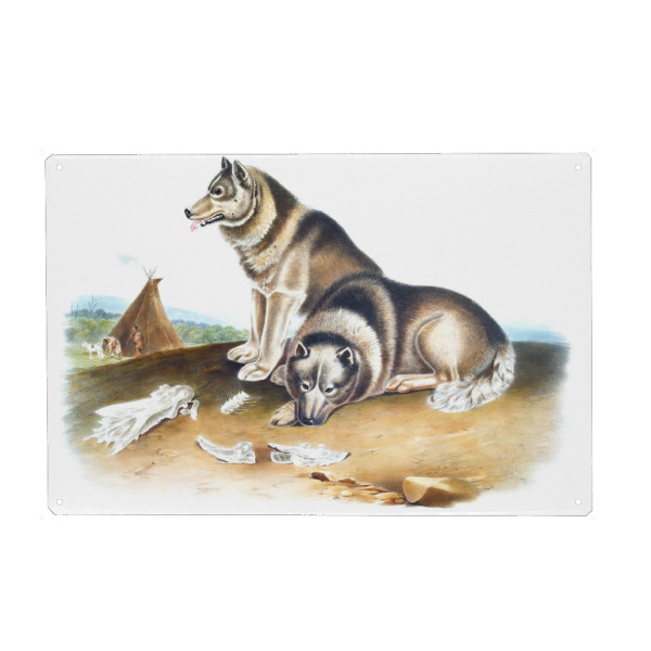 Metall Poster "Esquimaux-Hund" artboxONE - Natur,Für Kinder,Tiere,Für Mama,Für Papa