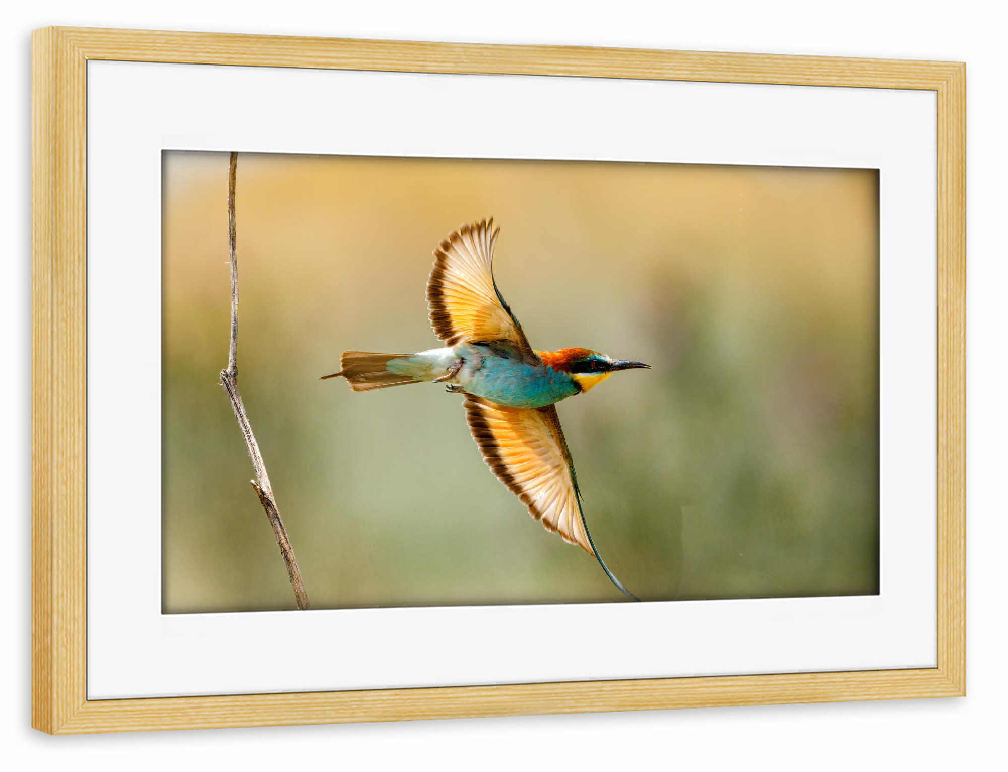 Poster mit Rahmen kiefer "Bienenfresser" artboxONE - Natur,Tiere - Bienenfresser,Vogel,Wildlife,Bunter vogel,Flug,Fliegen,Federn