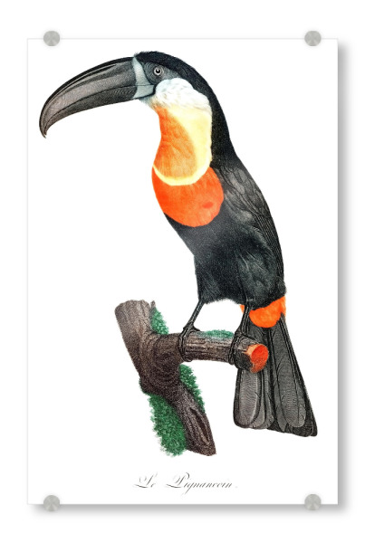 Acrylglasbild "Grünschnabeltukan" artboxONE - Natur,Für Kinder,Tiere,Für Mama,Für Papa